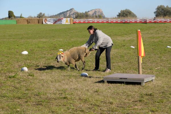 La pastora Laila Ortiz, amb la gossa Maika, de Markina-Xemein (Biscaia), obté la segona posició del Concurs de Gossos d'Atura de Torroella de Montgrí.